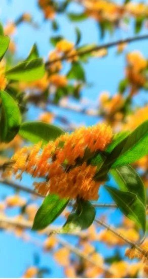 2. Close-up of orange blossoms against a blue sky, representing floral notes