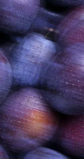 3. Close-up of fresh plums with dewdrops, highlighting juicy plum note in Sweet Surrender perfume