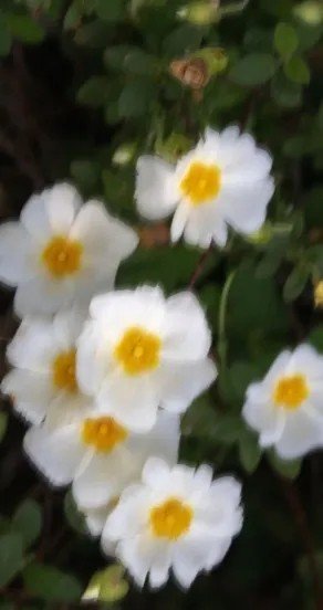 4. White flowers with yellow centers in soft focus, representing floral notes in Sweet Surrender perfume