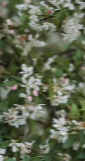 3. Close-up of blooming white flowers representing floral notes in perfume