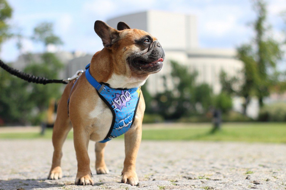 1. Dog wearing Matteo blue graffiti pressure-free harness standing on a path with greenery in the background
