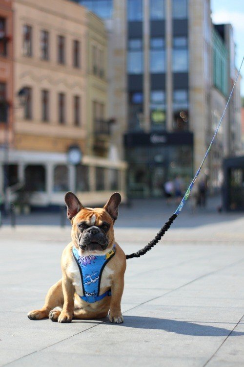 6. Dog wearing Matteo blue graffiti pressure-free harness sitting on an urban street