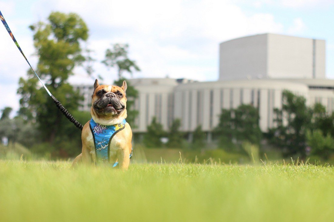 2. Dog wearing Matteo blue graffiti pressure-free harness sitting on grass with a building in the background