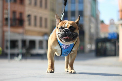 3. Dog wearing Matteo blue graffiti pressure-free harness walking on an urban street