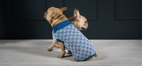 1. Two small dogs wearing navy blue Labbvenn sweaters with pastel geometric patterns sitting on a wooden floor against a dark wall
