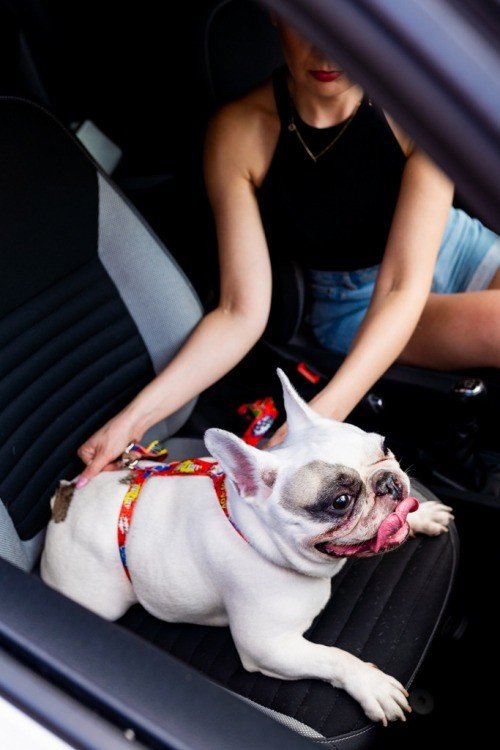 1. Woman securing a white bulldog with a red graffiti-patterned safety belt in a car seat