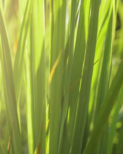 9. Close-up of fresh lemongrass leaves, highlighting natural ingredient