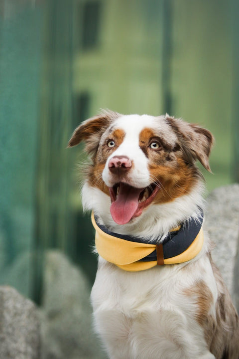 1. Dog wearing Labbvenn Simo neck warmer in gold and iron colors with leather belt, outdoors