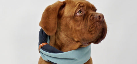 1. Dog wearing Labbvenn Simo neck warmer in turquoise and iron with leather belt, showcasing stylish and cozy design