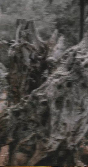 3. Close-up of rugged tree bark representing fragrance notes