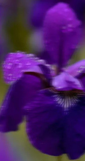 3. Close-up of purple iris flower representing fragrance notes