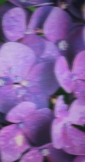 3. Close-up of purple violet flowers representing fragrance notes