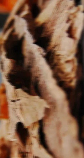 3. Close-up of textured wood representing fragrance notes