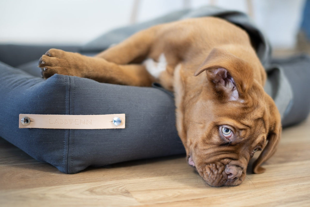 1. Brown puppy lying on grey Stokke dog bed by Labbvenn with visible leather belt and brand logo, in a cozy home environment