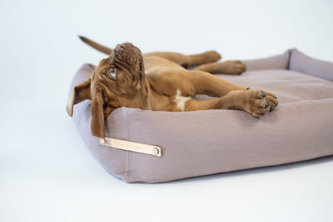1. Brown dog lying on pink Labbvenn Stokke dog bed with leather label in studio setting