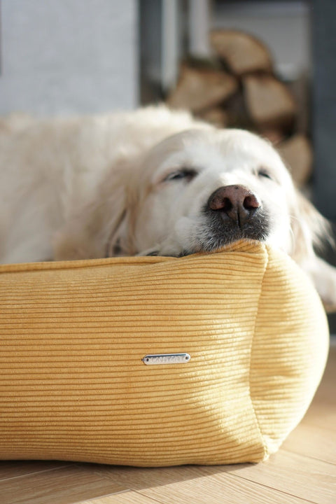 1. Golden retriever resting on honey-colored corduroy dog bed by Labbvenn in a cozy home setting, showcasing comfort and relaxation.