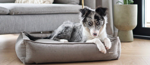 1. Dog lying on Labbvenn Strippo dog bed in Mokka color, placed in a modern living room setting with a sofa and plant in the background