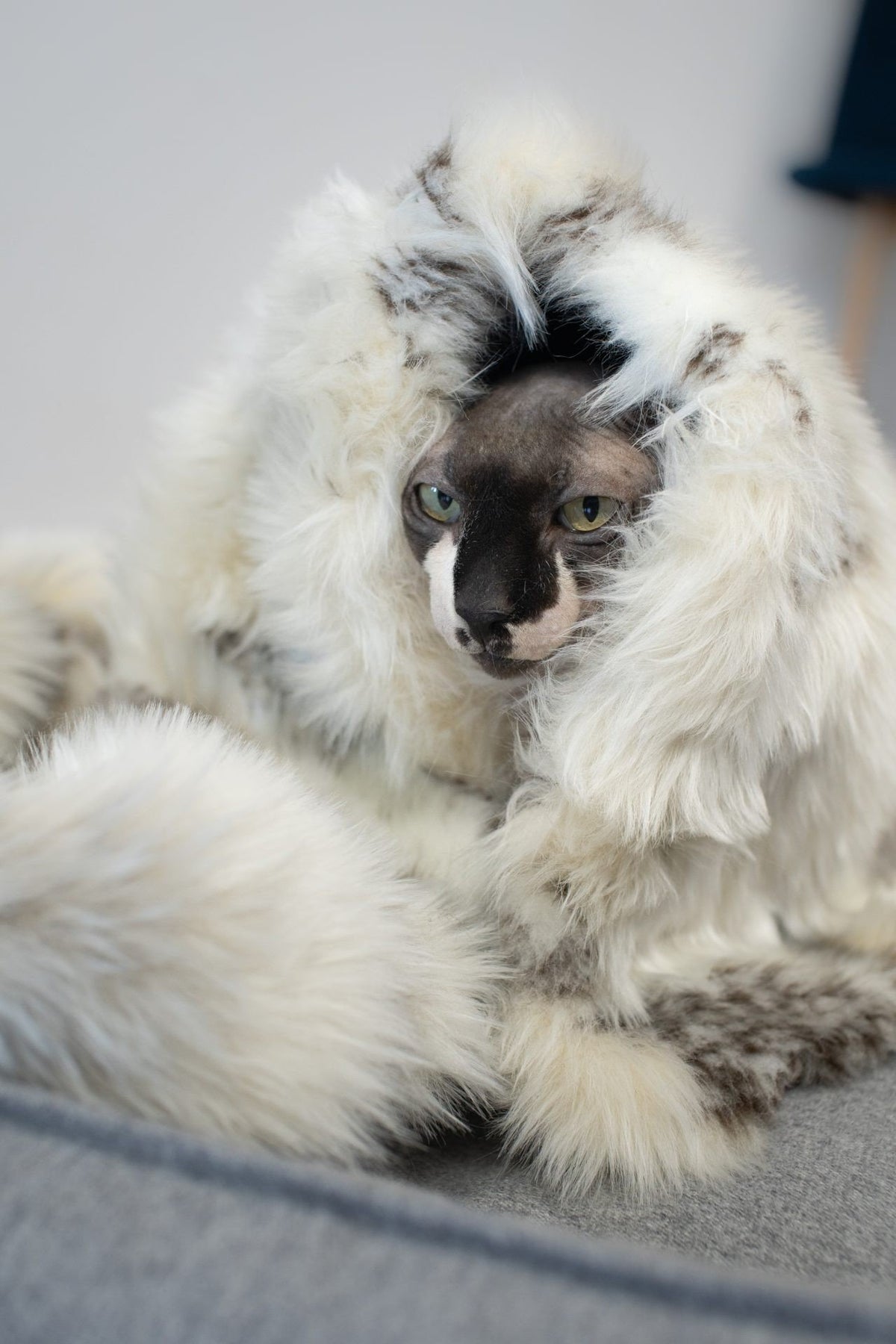 3. Cat nestled in Labbvenn Tösse brown and white faux fur blanket on grey surface