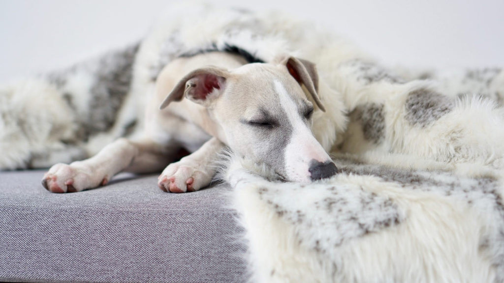 1. Dog sleeping on grey sofa wrapped in Labbvenn Tösse brown and white faux fur blanket