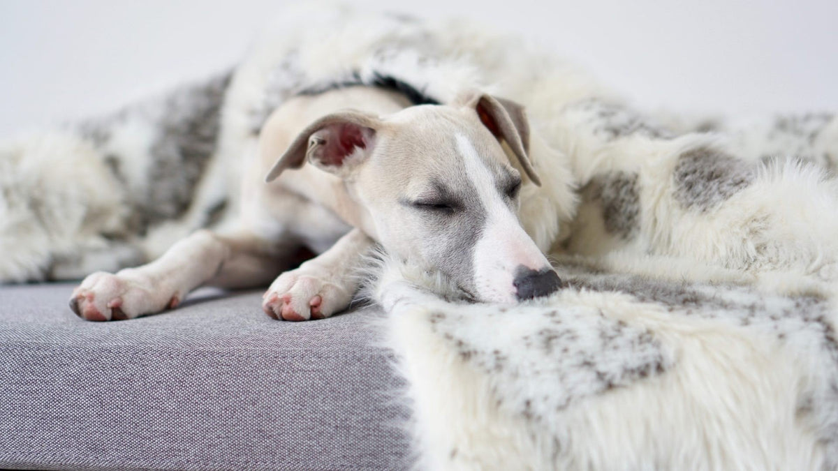1. Dog sleeping on grey sofa wrapped in Labbvenn Tösse brown and white faux fur blanket