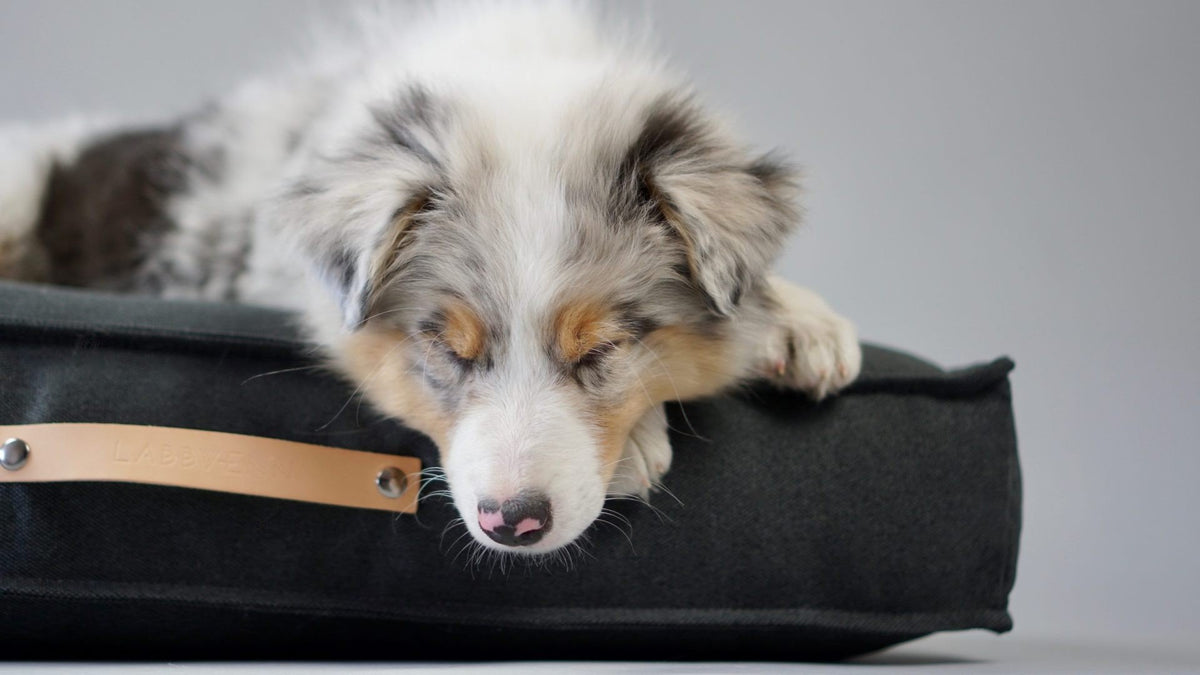 1. Dog resting on Labbvenn Töve cushion in anthracite with visible leather handle, set against a neutral background