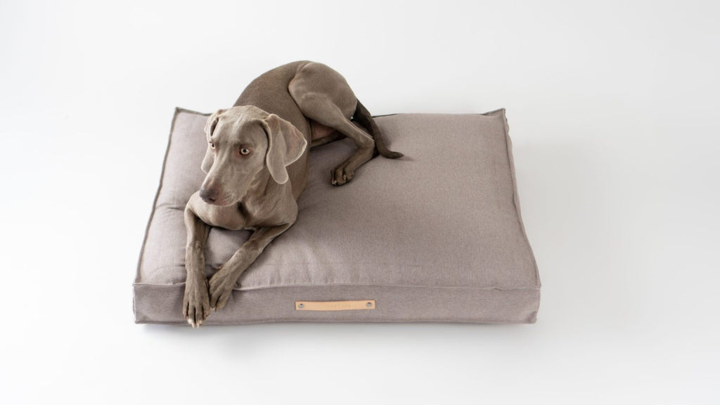 1. Grey dog lying on a beige Töve cushion by Labbvenn, featuring a leather handle, on a white background