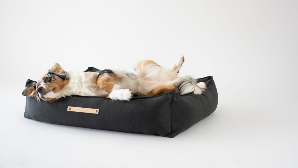 1. Dog lying on anthracite Töve dog bed by Labbvenn, showcasing high sides and elongated shape in a bright, minimalist setting
