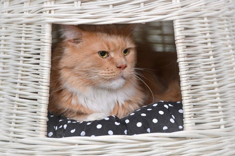 2. Orange cat lounging inside white wicker cat house on black polka dot cushion