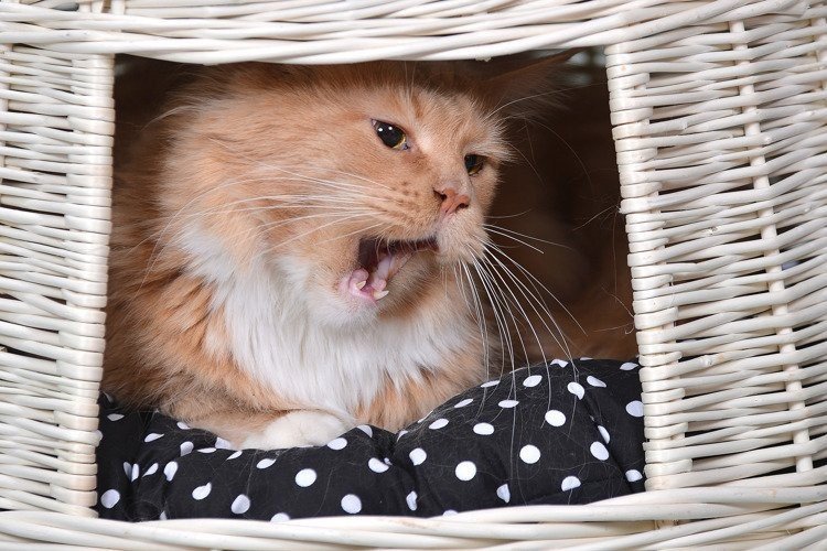 4. Orange cat yawning inside white wicker cat house on black polka dot cushion